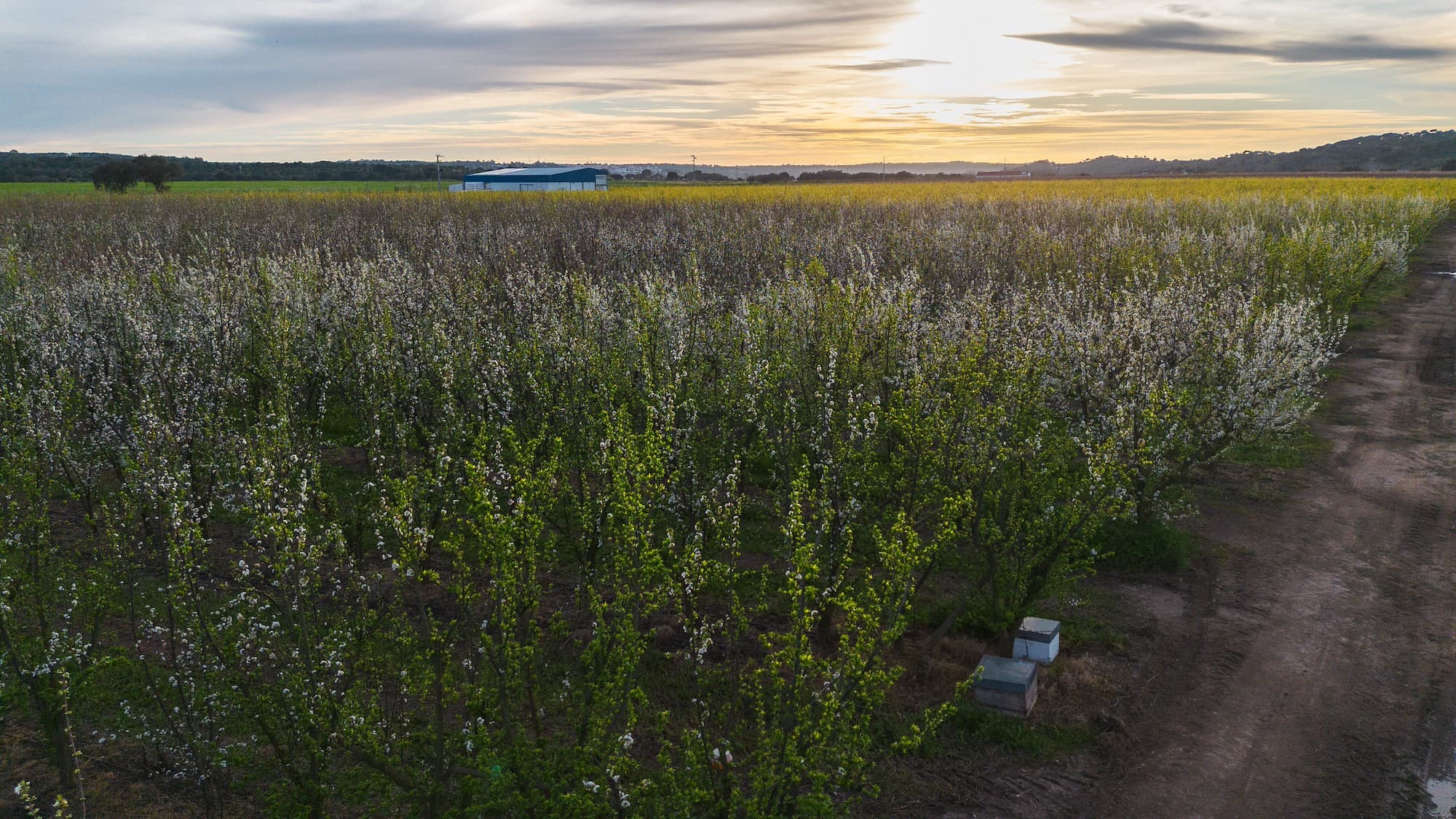 Huerto Granfer en floración