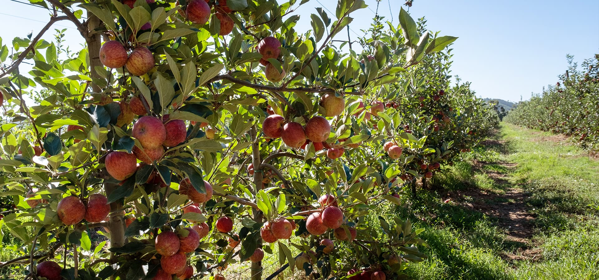 Sustentabilidade Header