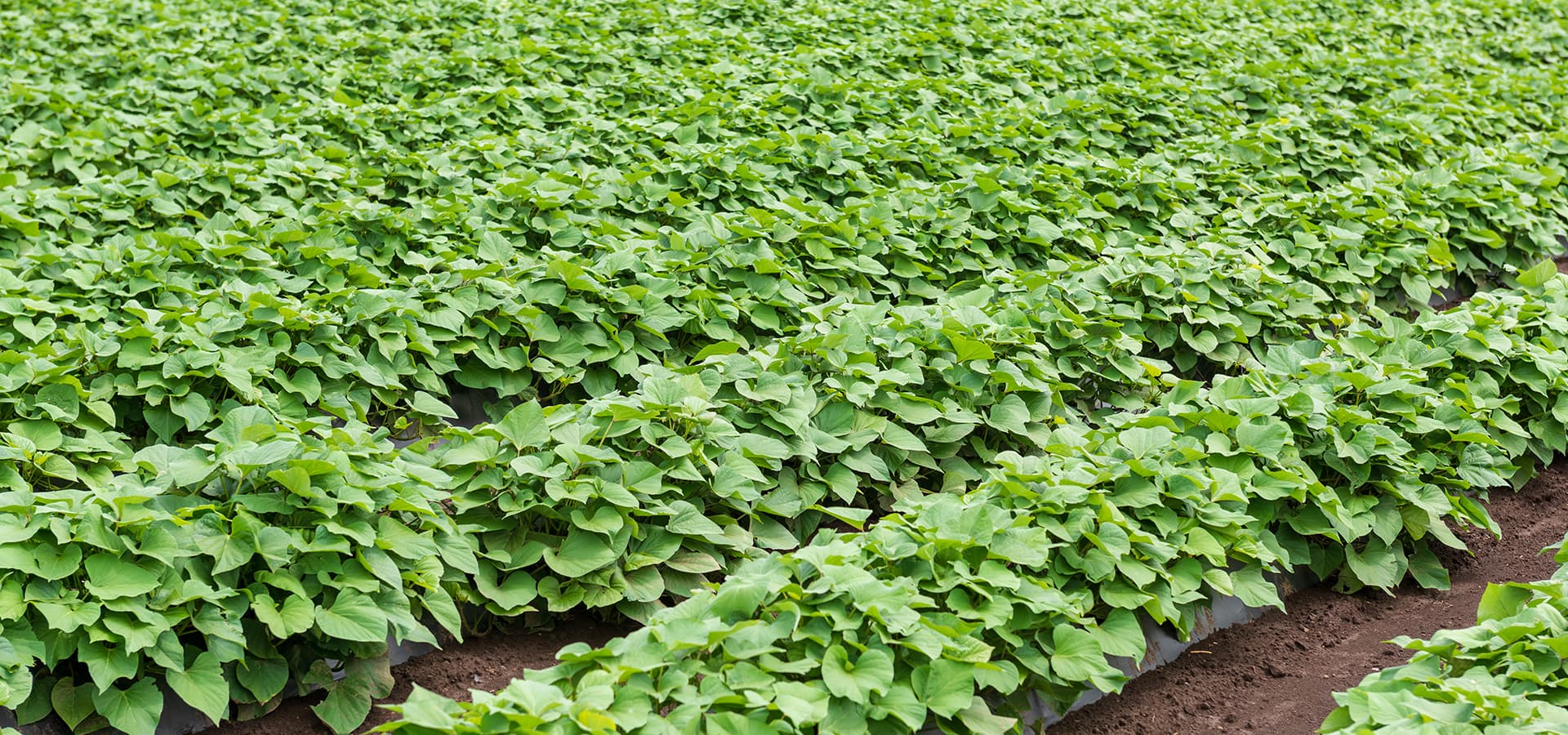 Estatísticas Granfer