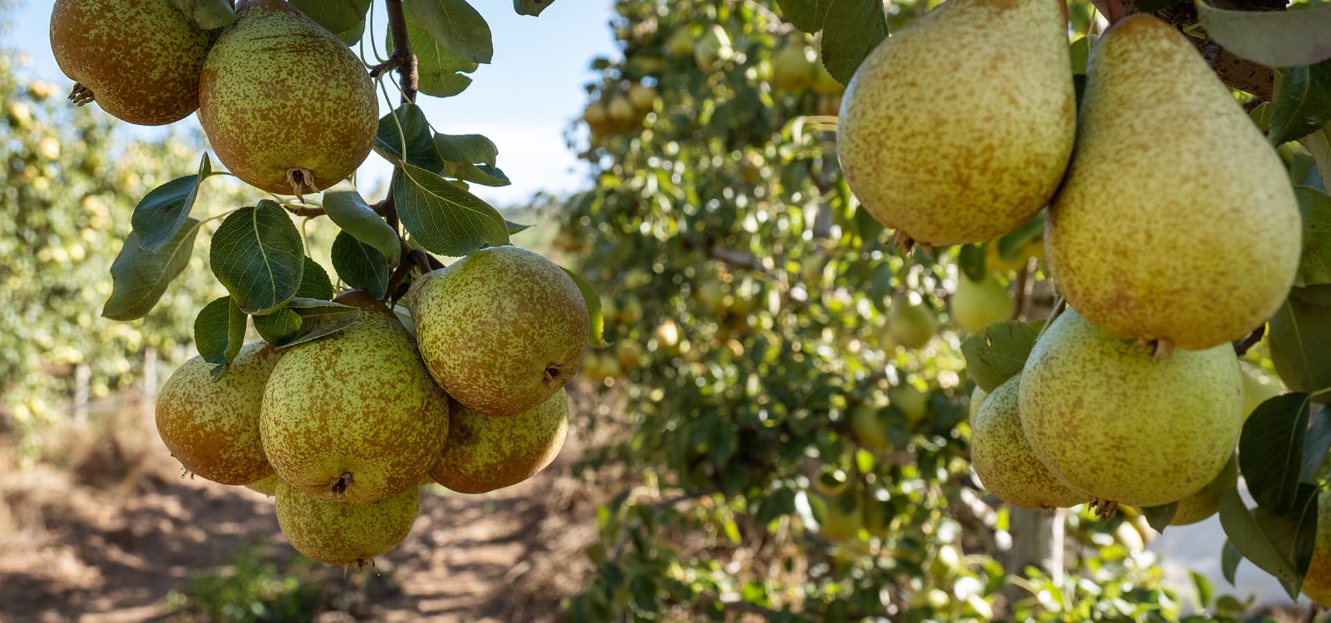 Grupo Granfer - Pomares