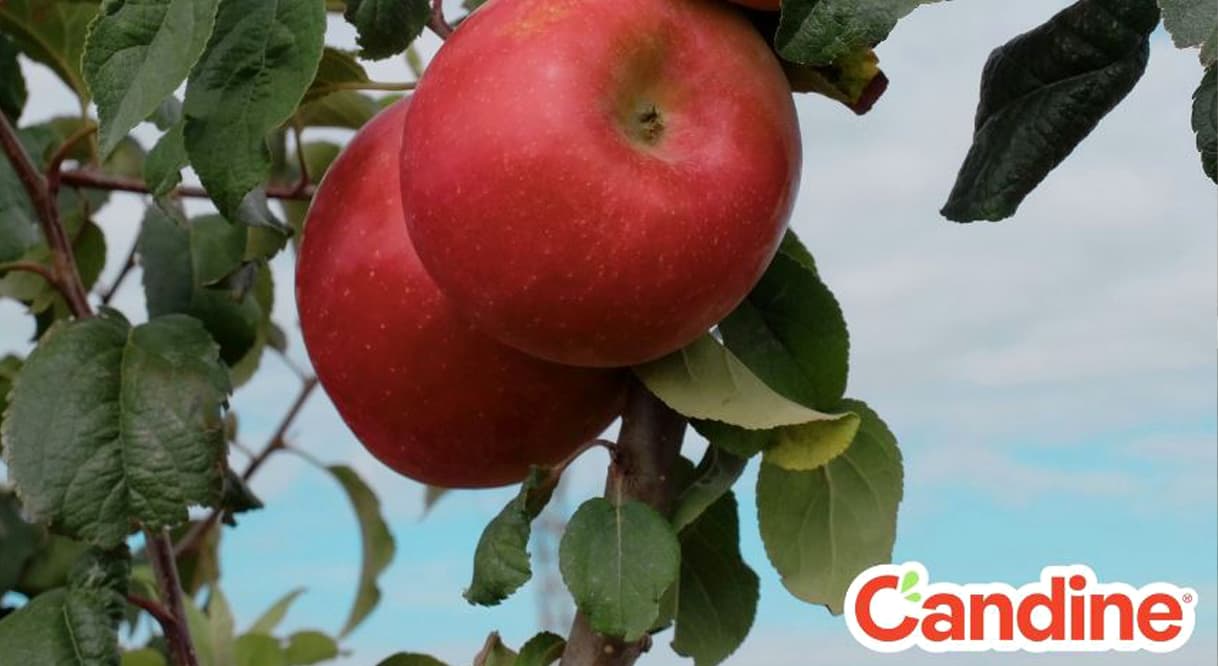 Candine - Variedade exclusiva de Maçã de Alcobaça