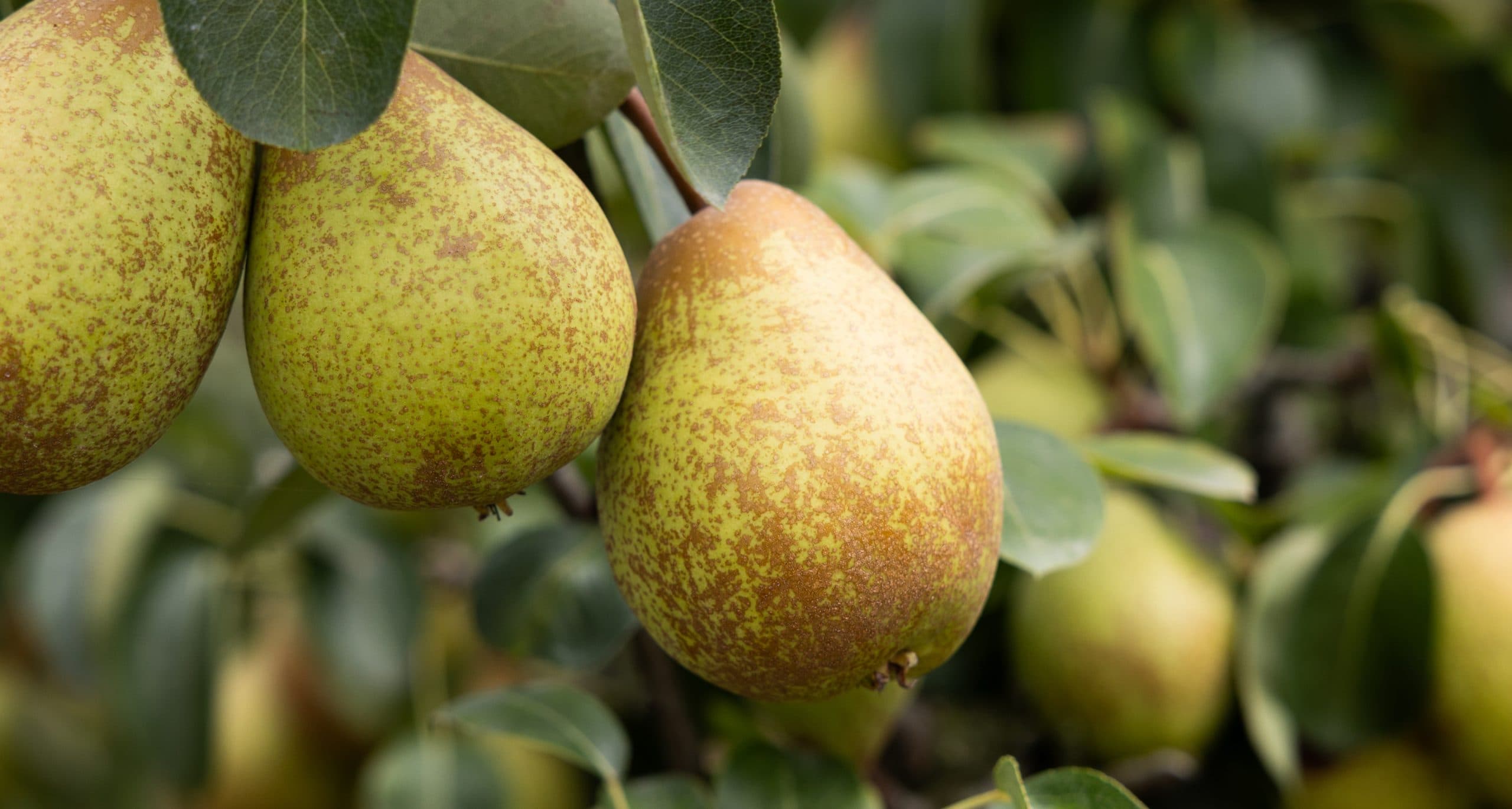 "Colheita de Pera Rocha Prevê Forte Redução" Primeur Fruit Attraction Edición Internacional